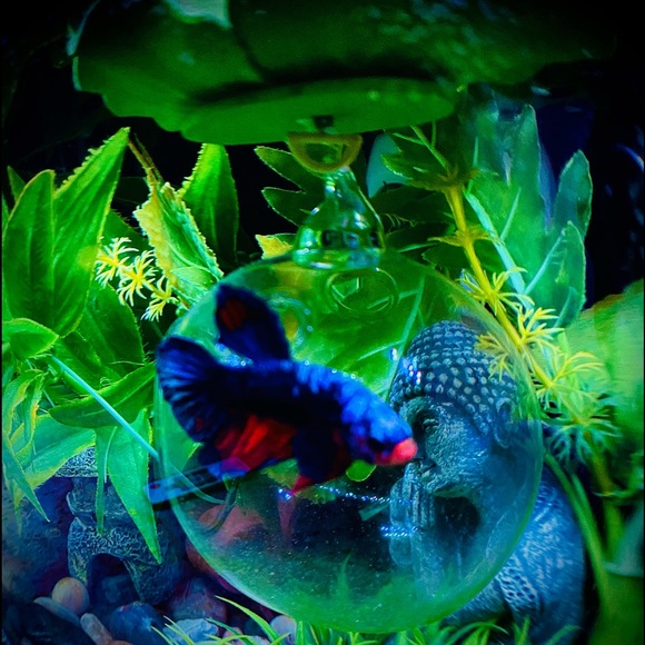 🔥Betta fish feeding house. No more messy tanks. - Picture 12 of 17